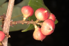 Nothopegia racemosa